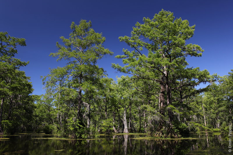 IMG_3153-bald-cypress