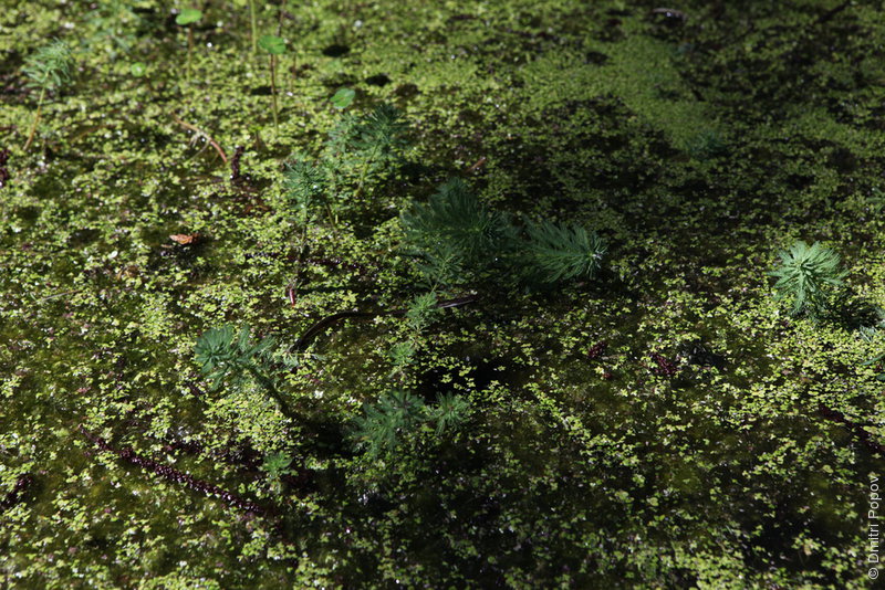 IMG_3165-duckweed-cypress-seedlings