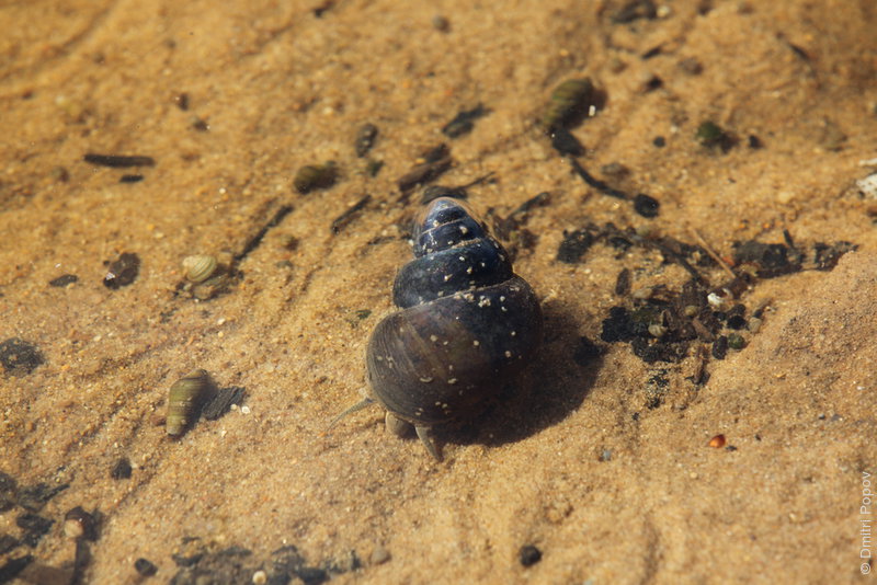 IMG_2746-freshwater-molluscs