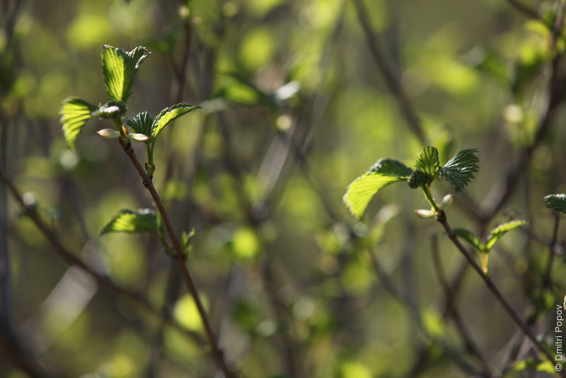 IMG_2764-fresh-leaves