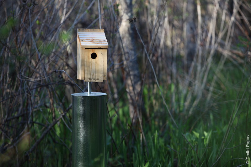 IMG_2834-nest-box