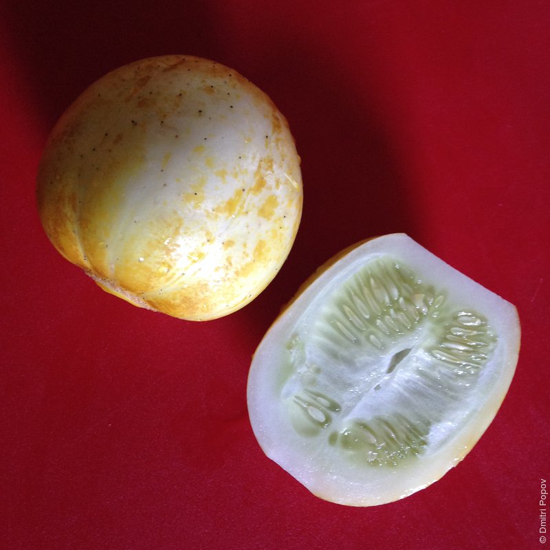 IMG_3626-lemon-cucumber