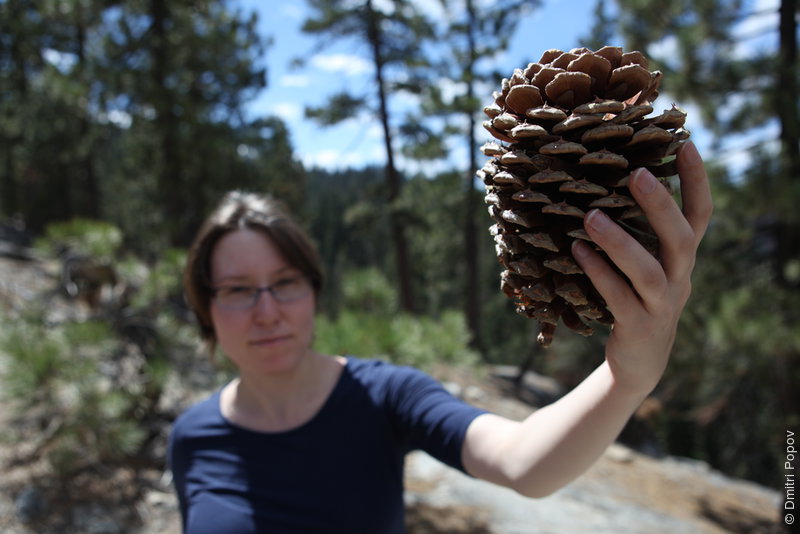 IMG_0350-anastasia-pinecone