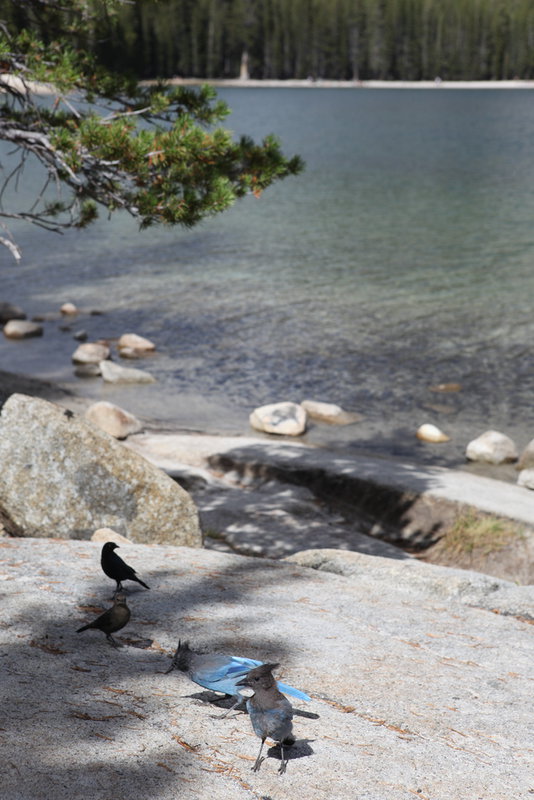 IMG_0439-tenaya-lake-birds