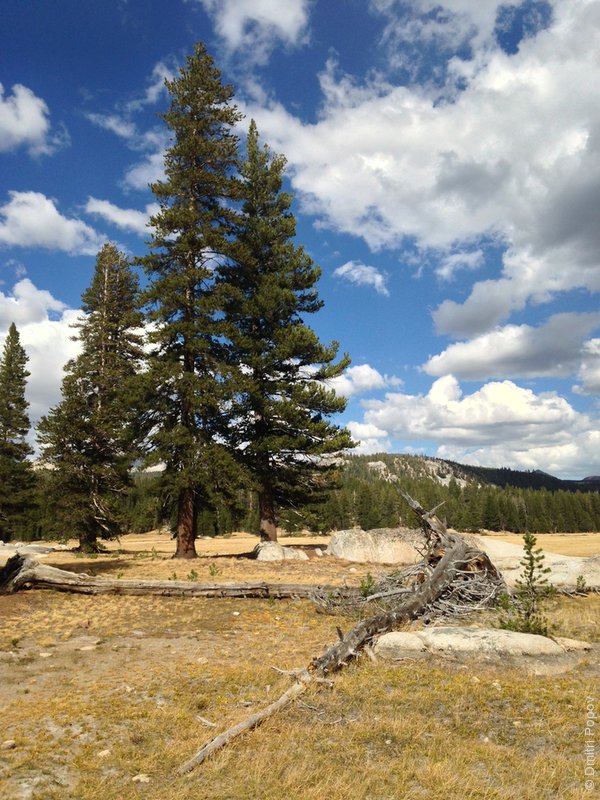 IMG_4240-tuolumne-meadows-pines