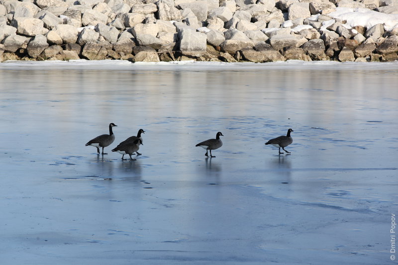 IMG_8764-geese-on-ice