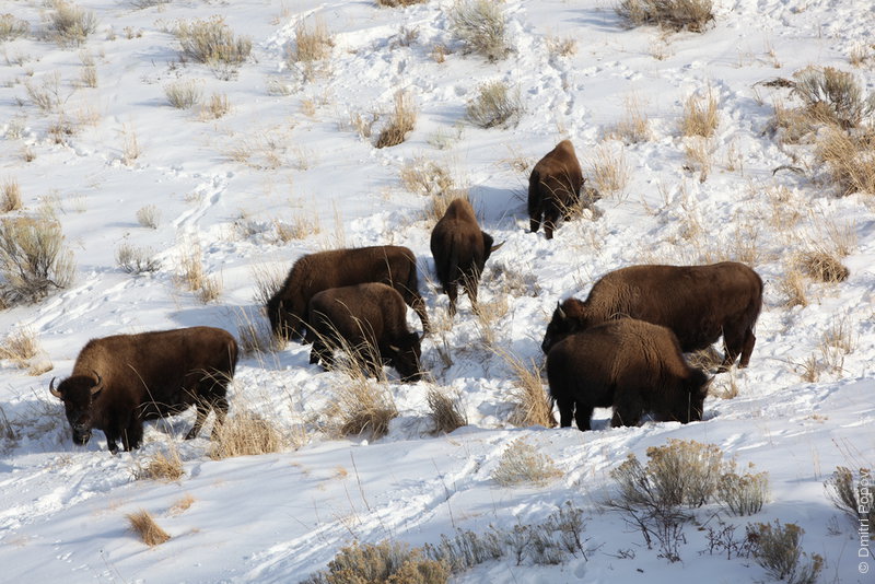 IMG_9623-bisons-snow