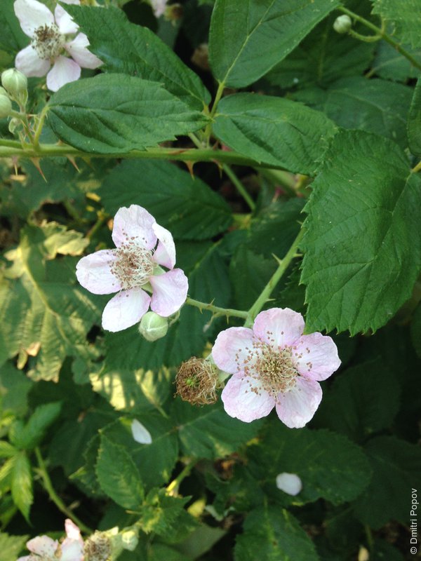 IMG_3481-blackberry-flowers