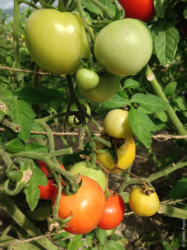 IMG_4739-light-ray-farm-tomato