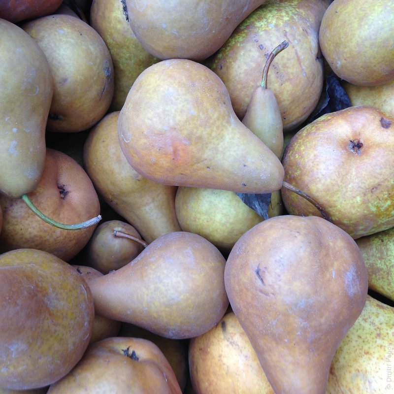 IMG_4987-bosc-pears