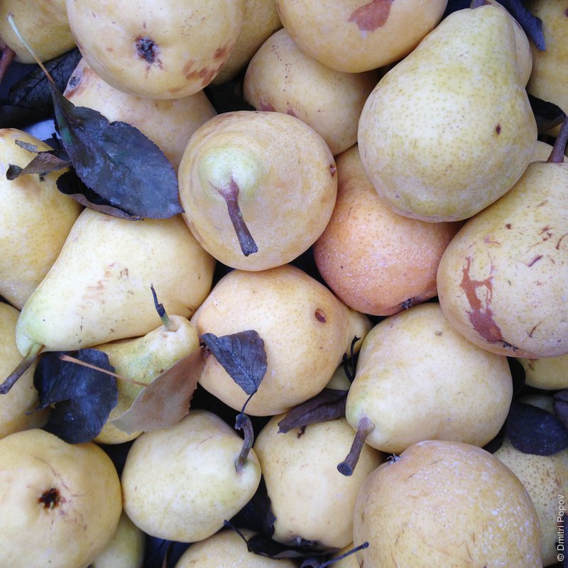 IMG_4989-yellow-bartlett-pears