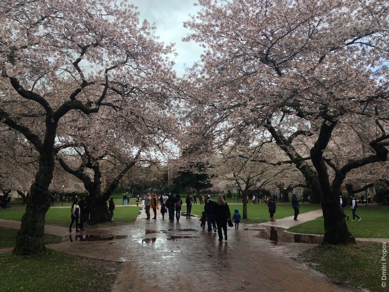 IMG_1977-cherry-blossoms-quad-uw