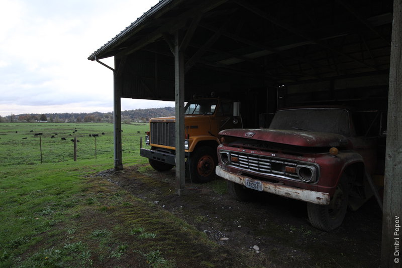 IMG_5381-old-truck-cows