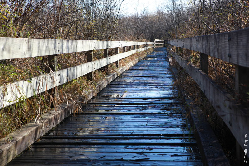 IMG_6558-marymoor-boardwalk